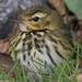 First for the Channel Islands - Olive-backed Pipit