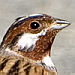 First for the Channel Islands - Pine Bunting